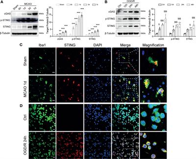 mtDNA-STING Axis Mediates Microglial Polarization via IRF3/NF-κB Signaling After Ischemic Stroke